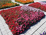 Szent István Park. Flower bed. Red. - Budapest.JPG