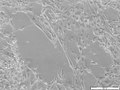 File:-Adrenergic-Inhibition-of-Contractility-in-L6-Skeletal-Muscle-Cells-pone.0022304.s001.ogv
