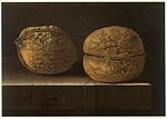 Adriaen Coorte - Two Walnuts.jpg