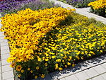 Szent István Park. Flower bed. Yellow. - Budapest.JPG
