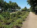 Szent István Park. Rose garden, mid part. - Budapest.JPG