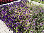 Szent István Park. Flower bed. Blue. - Budapest.JPG