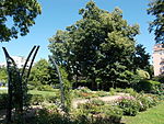 Szent István Park. Rose garden. Arches (SE).JPG