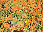 Szent István Park. Flower bed. Orange. - Budapest.JPG