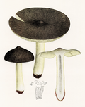 Tricholome prétentieux (illustration botanique).