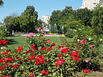 Szent István Park. Rose garden. Red. - Budapest District XIII.JPG