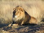 Lion mâle adulte