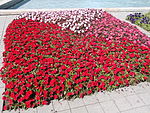 Szent István Park. Flower bed, red. - Budapest.JPG